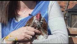 Il gallo Fernando aspetta una famiglia